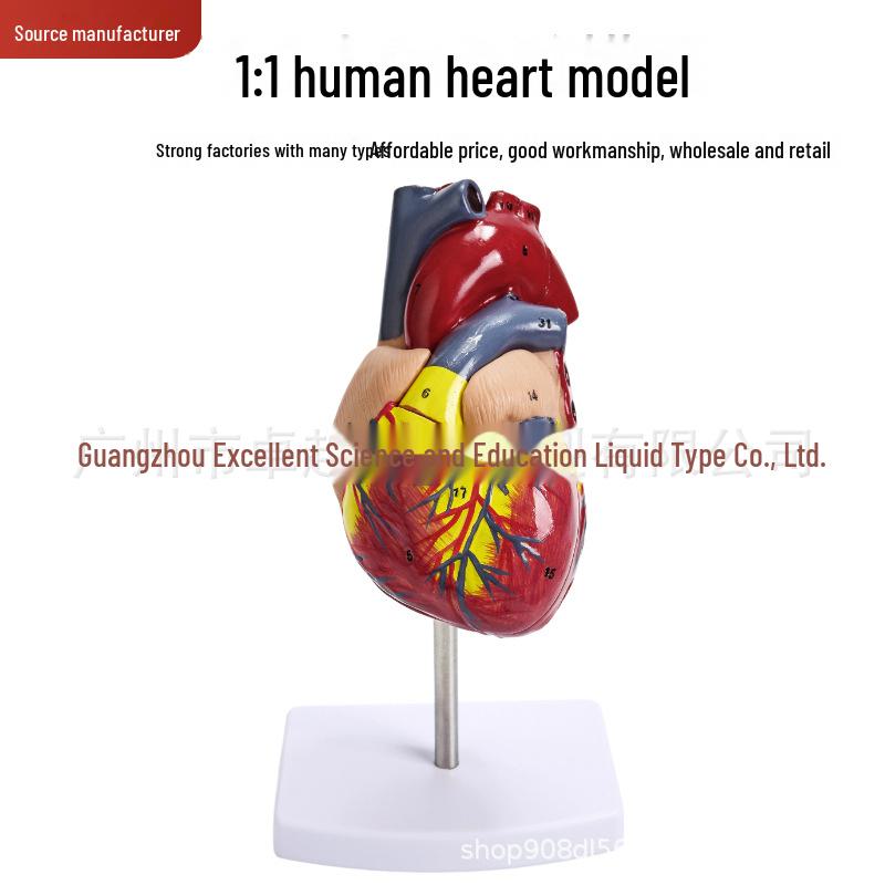 Grande strumento didattico per l'anatomia del cuore umano, 1:1 modello in scala con colori naturali e caratteristiche ecografiche.