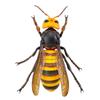 Kaiyodo Rebogio Giant Hornet, Approximately 180mm In Length, PVC & ABS, Painted, Movable Figure, Resale, RG004S