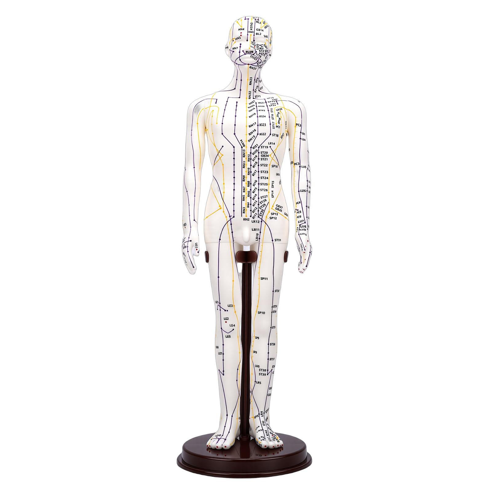 

52cm Acupuncture Model 360 Degree Rotatable Arms Acupoint Body Model for Student Teaching Demonstration White Men