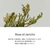 Abib Resurrection Grass PHA Toner Skin Booster Korean Skin Moisturizing 200ml, Cosmetics, Care,