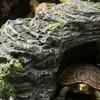 Non-toxic Turtle Dock Basking Platform, Rock Look Resin Baby Tortoise Climbing Ramp, Terrarium Accessory Arched Reptiles Resting Terrace for