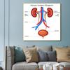 Human Organs Brain Liver Heart Anatomy Poster Print Canvas Painting Human Body Map Medical Classroom Office Room Home Decoration