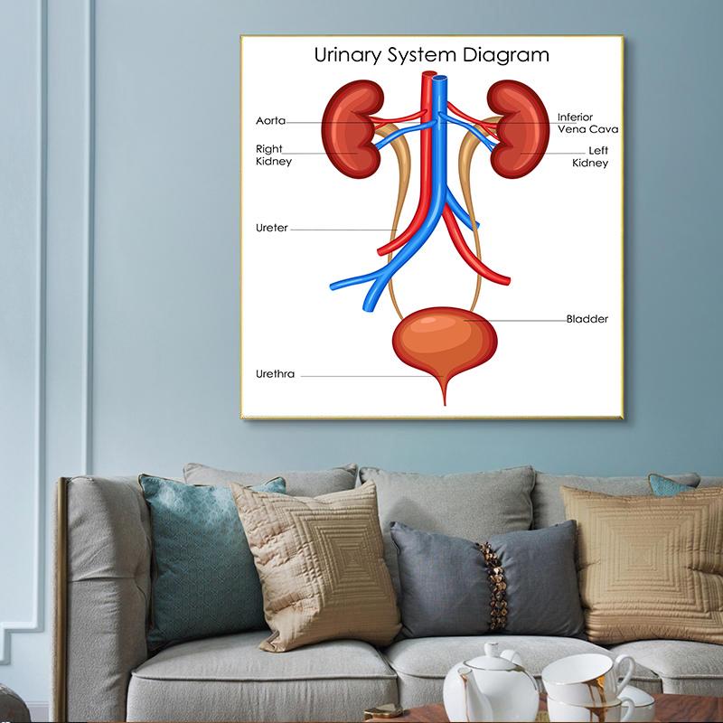 Human Organs Brain Liver Heart Anatomy Poster Print Canvas Painting Human Body Map Medical Classroom Office Room Home Decoration
