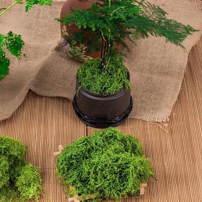 Musgo Verde Artificial 100/150/200/500/1000G Artesanato DIY Jardins de Fadas Centros de Mesa Aquário Micropaisagem Musgo Falso Decorativo