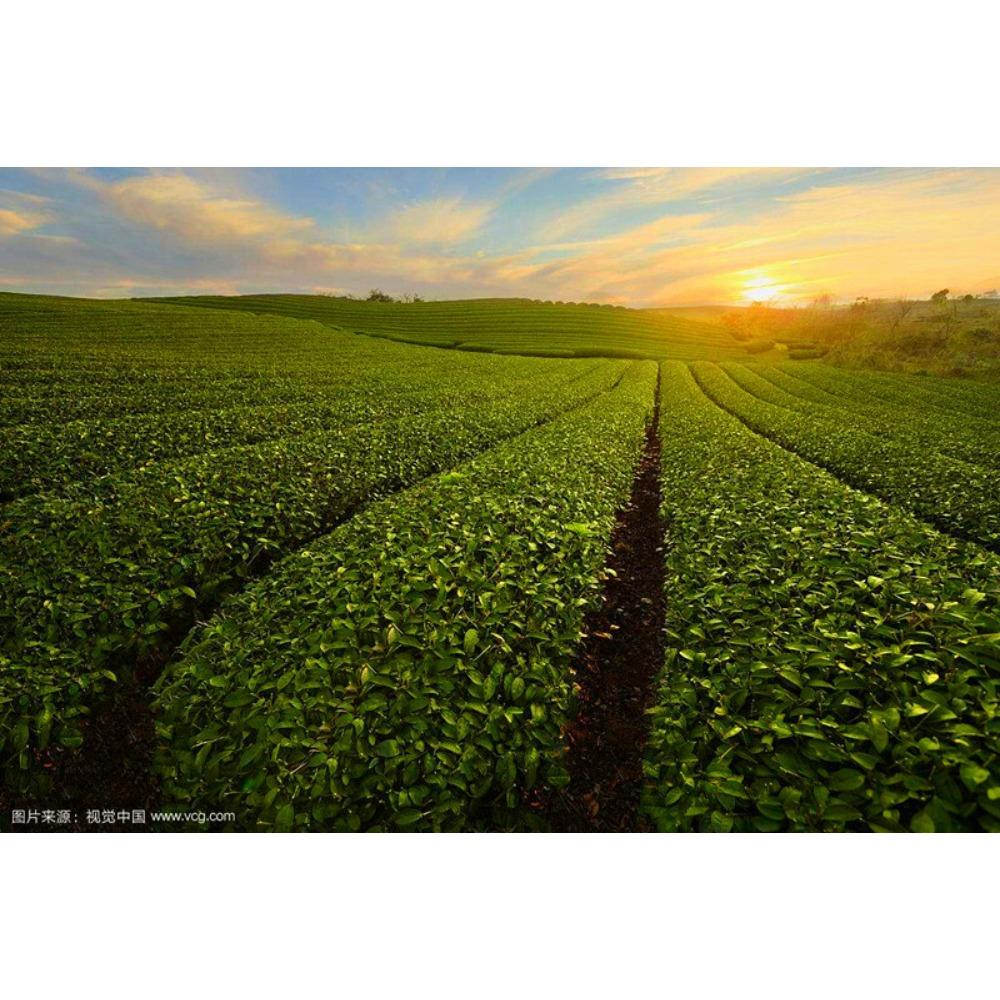 Premium Yunnan Ripe Pu er Brick Tea Organic Health Tea 60g x4 Pack