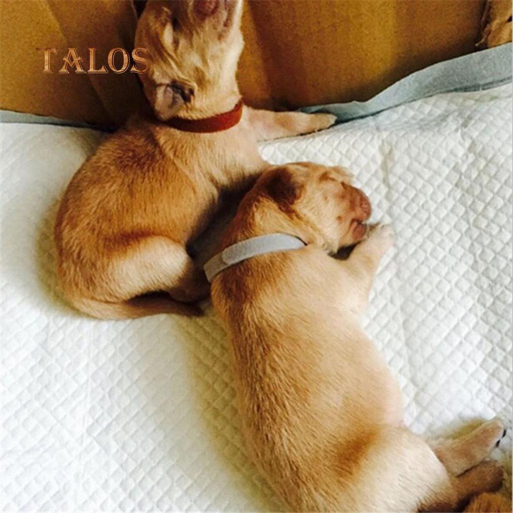 12 Stück Identifizierungshalsband für kleine Hunde, Katzen, Welpen, Welpe, Identifikationsbänder, Heimtierbedarf, Haustierzubehör