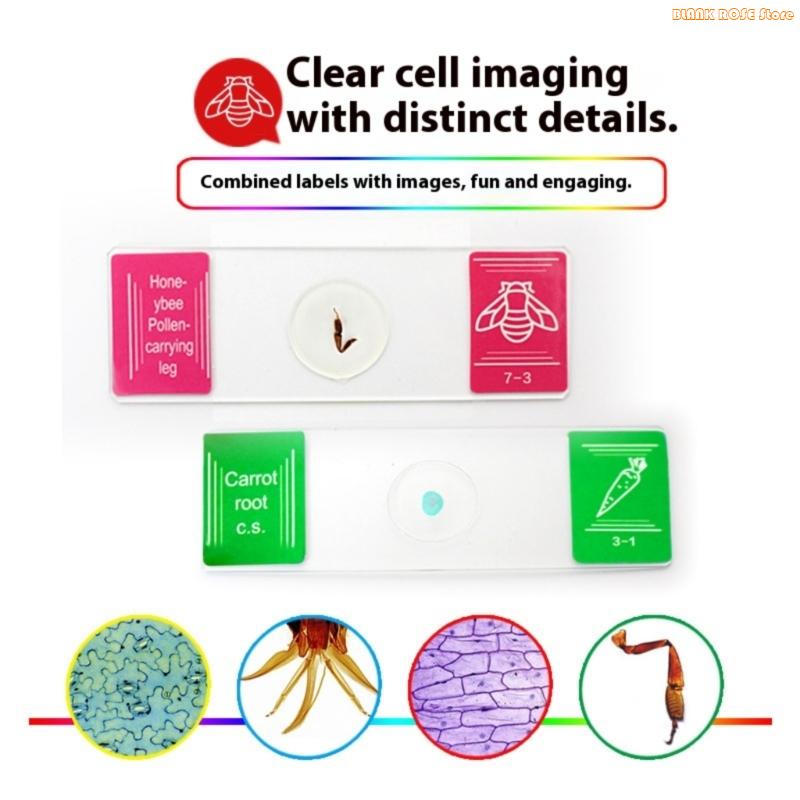K1AE 35pcs Educational Microscope Prepared Slides Seven Categories Biology Classroom China Mainland