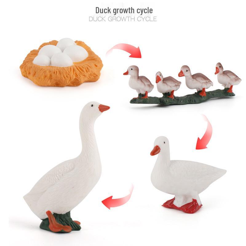 Miniature Farm Animal Models: Chickens, Ducks, Geese, and Cows