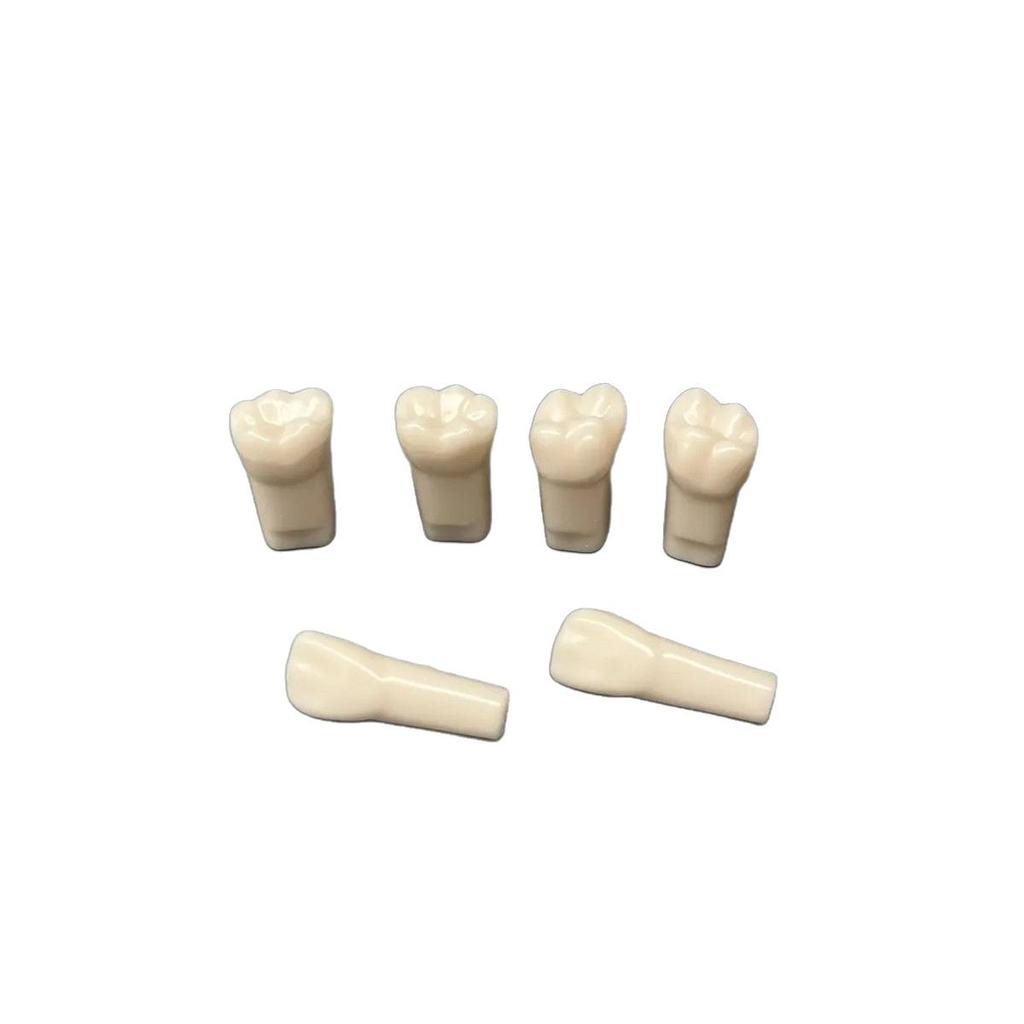 Dental Student Practice Model: Full Mouth with 28 Loose Tooth Pieces