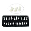 28 Pieces Dental Demonstration Permanent Teeth Model 1 To 1 Full Set for Implant Practice Teaching and Study