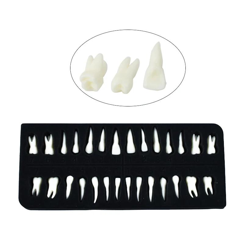 28 Pieces Dental Demonstration Permanent Teeth Model 1 To 1 Full Set for Implant Practice Teaching and Study
