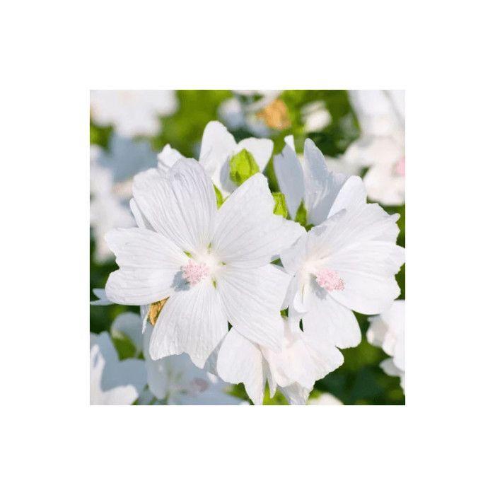 Candle Scent - White Musk - 27 Ml - Made In France - Musky Perfume - DIY