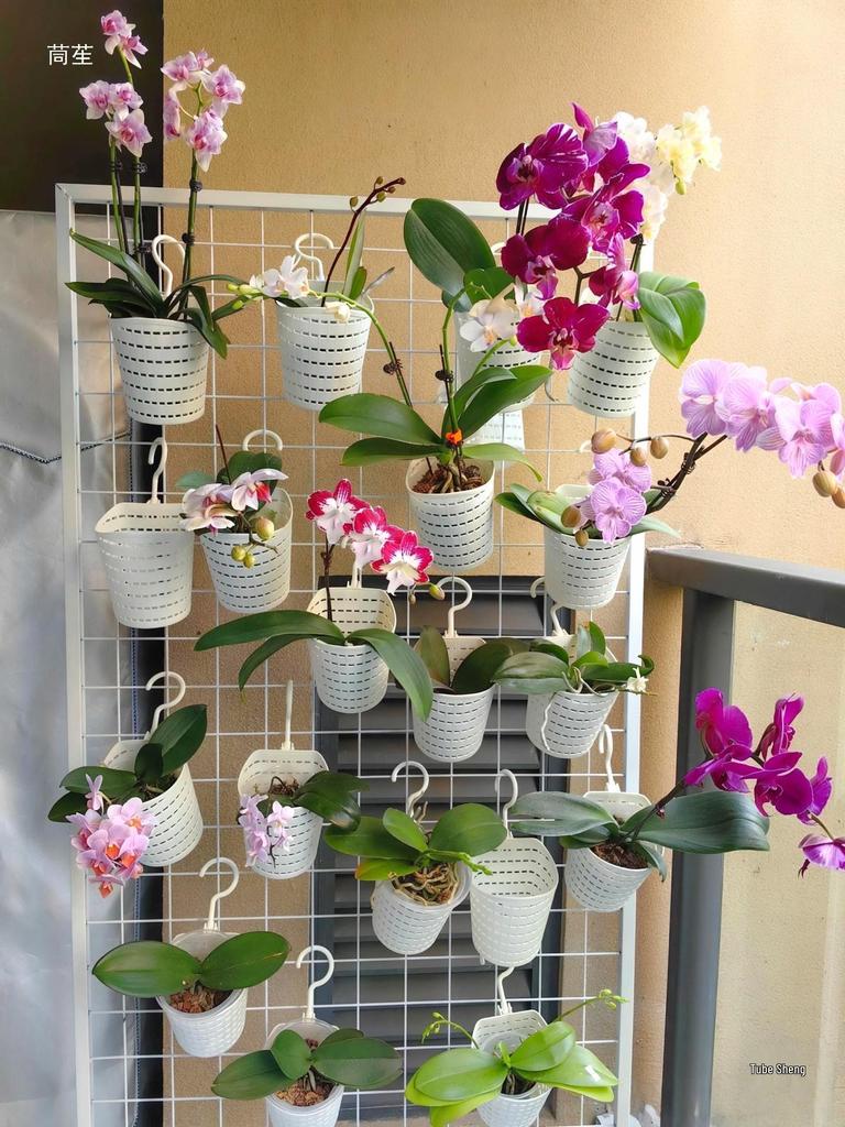 Wall-Mounted Orchid Hanging Flower Basket