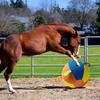 Dog Herding Ball Cover Interactive Inflatable Toy For Dog Encouraging Exercise and Outdoor Game Fun Bouncy Toy