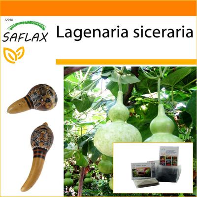 Garden in the Bag - Flaschenkürbis - 15 Samen - Mit Substrat im passenden Standbeutel - Lagenaria siceraria