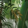 Green Plant Tapestry, Aesthetic Banana Palm Tree Leaves Wall Hanging for Bedroom, Tropical Forest College Dorm Home Decor