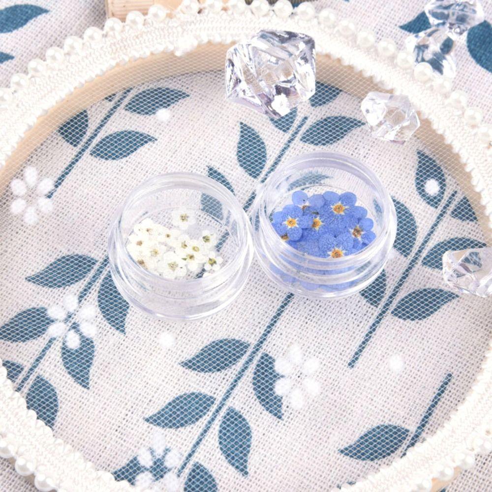 DIY Natural Jewelry Card Don't Forget Me Pressed Flower Dried Flowers Forget-Me-Not