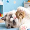 8cm Faux Fur Cat Balls Toy for Indoor Pet Kitten Teething Chasing & Self Play