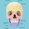 Modello Cranio Anatomico, Puzzle Cranio Anatomia Umana, Mini Modello Cranio Umano Smontabile, Insegnamento Clinico