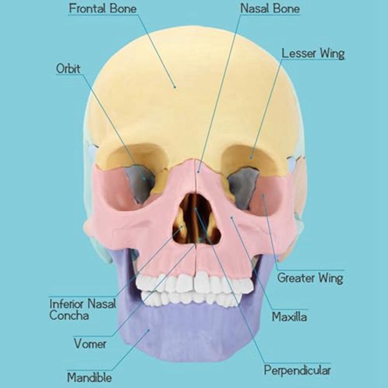 Modello Cranio Anatomico, Puzzle Cranio Anatomia Umana, Mini Modello Cranio Umano Smontabile, Insegnamento Clinico