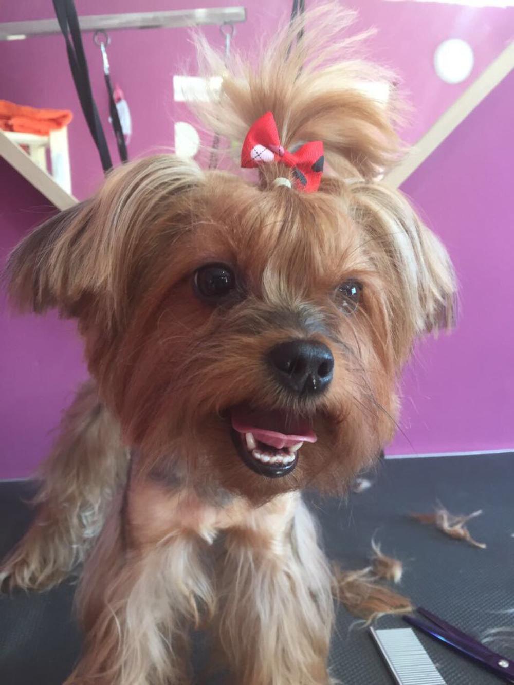 

10/20/50Pcs Dog Grooming Hair Bows Dog Bows Mix Colours Small Dog Accessories Dog Hair Rubber Bands Pet Headwear dropshipping 10 Pcs