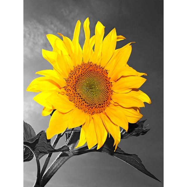 Graue Serie von Pflanzenblumen, dekoratives Gemälde, Sonnenblumen-Ölgemälde, Poster, Sofa, Wandhintergrund, Kunst, Leinwand, hängendes Gemälde