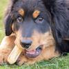 Dog Teeth Grinding Natural Coffee Wood Chewable Stick Teeth Cleaning Wooden Chewing Toy Calming Teething Toys Pet Supplies