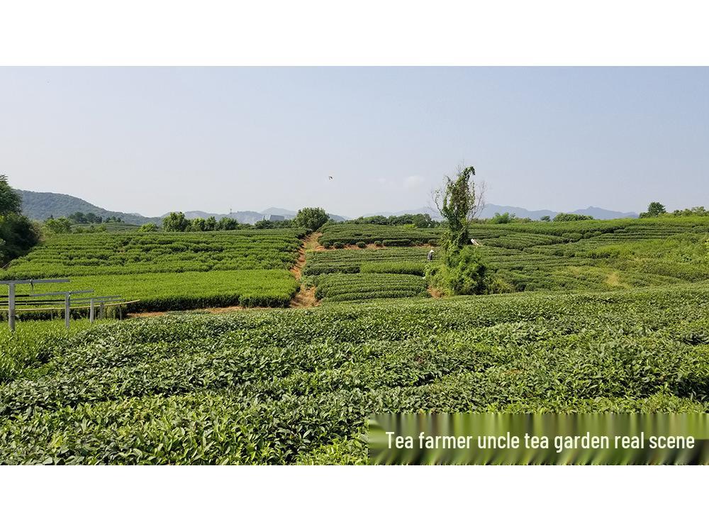 Uncle Phoenix Mao Feng White Tea - Pre-Rain First Grade 2025 Spring Green Tea