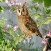 2D Bird Repel Scarecrow Durable Owl Scarer Pendant Bird Repellent Bell Pastoral Orchard Decorative Scarer Pendant
