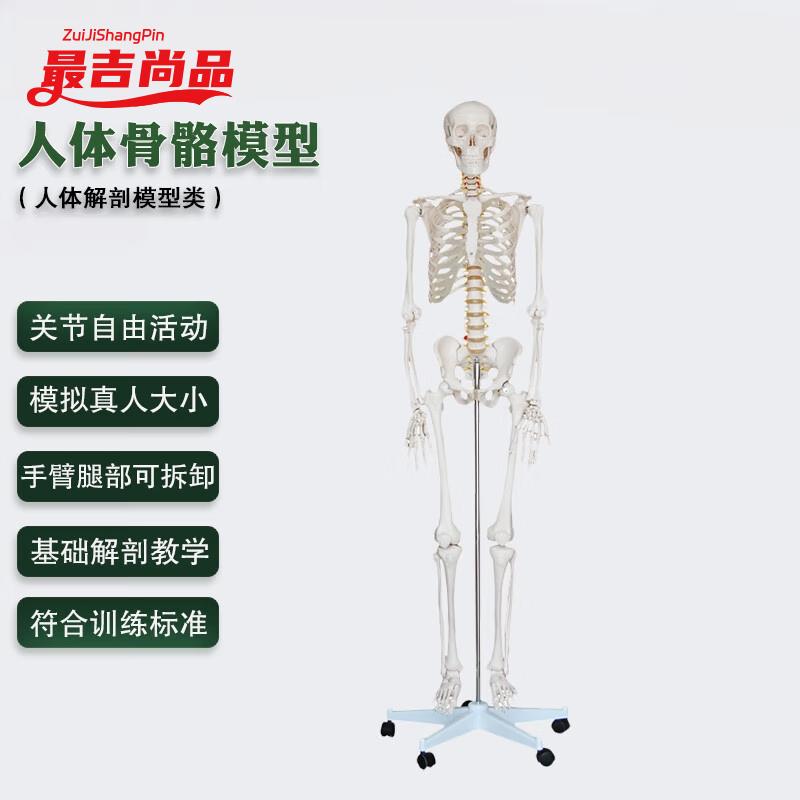 170CM Human Skeleton Model
