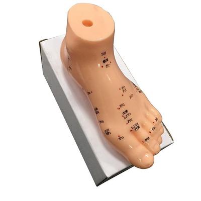 Hochwertiges 13CM Fußakupunkturmodell Menschliches medizinisches Akupunkturnadel-Akupunkturpunktmodell Lehrmittel