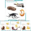 Insect Dragonflies Snails Life Cycle Model Pvc Educational Display For Science Learning