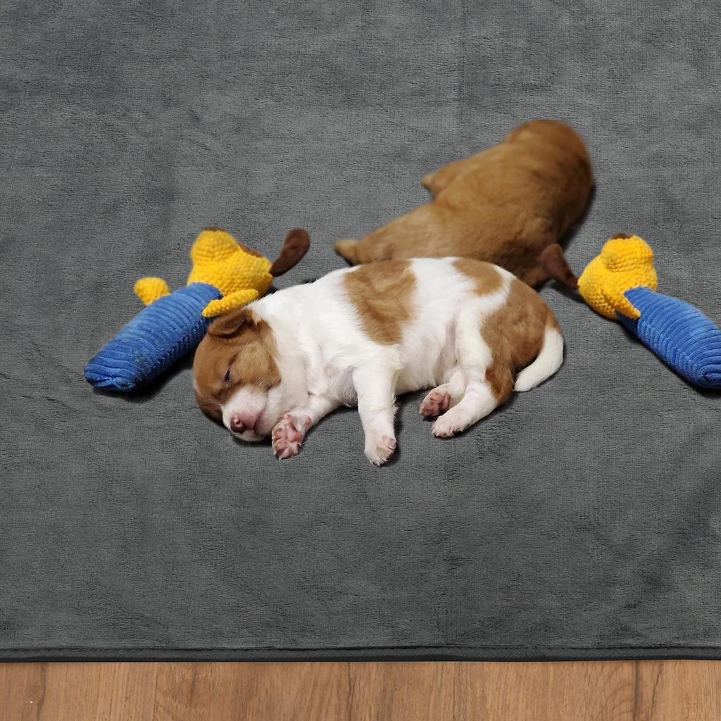 LOOBANI Washable Pet Pads, Pet Mats, Pet Pee Pads, Pet Toilet Underlay Mats, Quick-Drying, Deodorizing, Antibacterial, Super Absorbent, Non-Slip, Reus