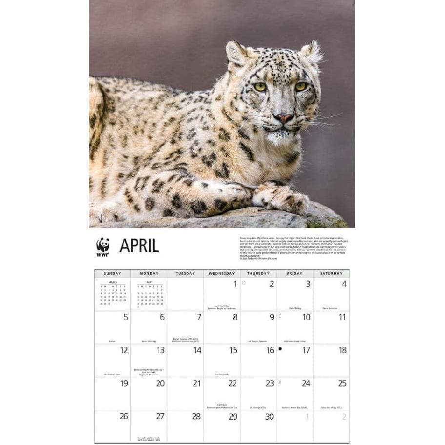 Carousel Calendars, Wild Cats WWF 2026 Wall Calendar, 12'' X 28'', 16-Month Calendar with Stapled Binding
