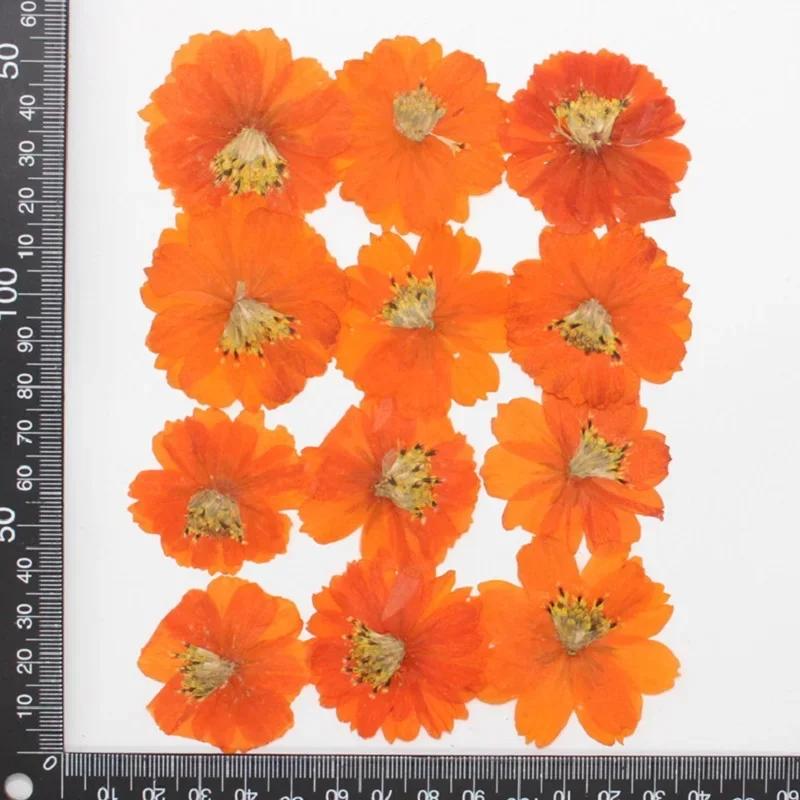 120pcs Dried Pressed Flower Cosmos Sulphureus Cav. For Epoxy Resin Pendant Necklace Jewelry Making Craft DIY Accessories