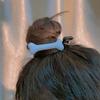 1 Pcs Women Dog Bone Design Hairpin Fashion Creative Popular Hair Clips Girls Charm Lovely Barrettes Styling Tools Accessories