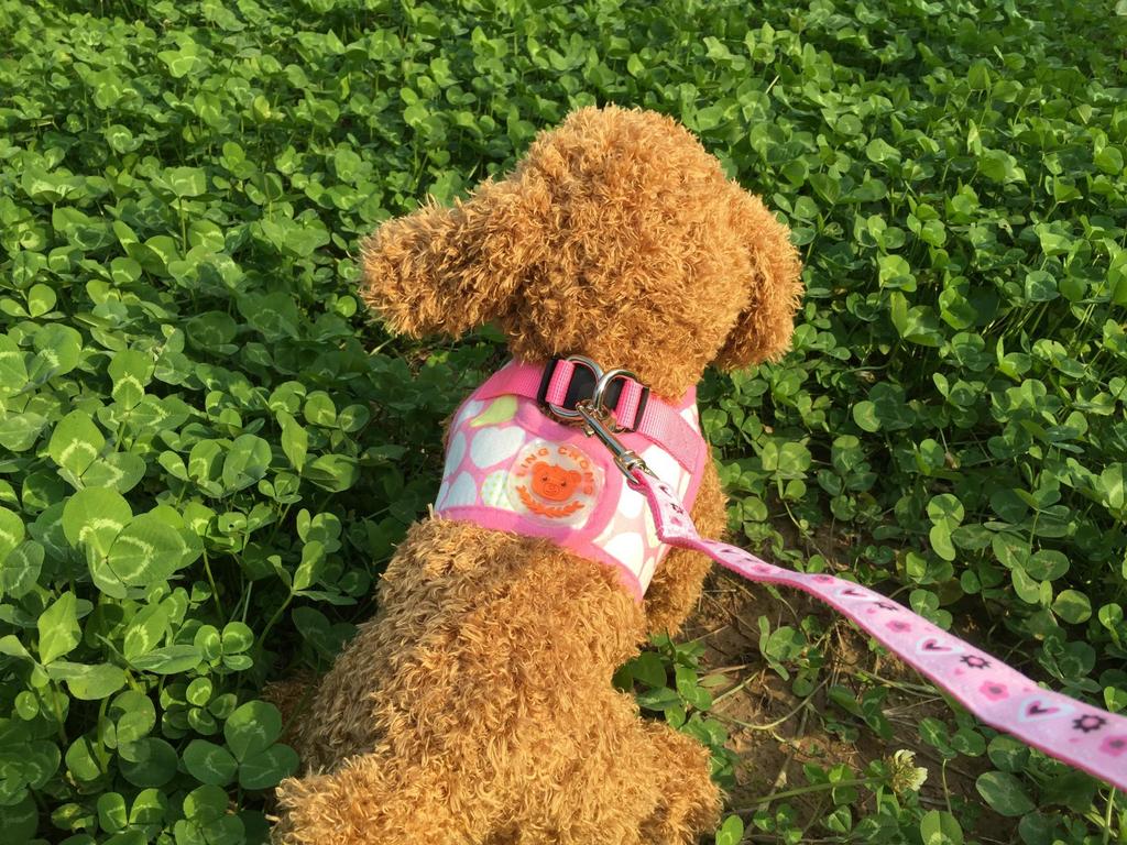 Dog Print Protective Harness Vest
