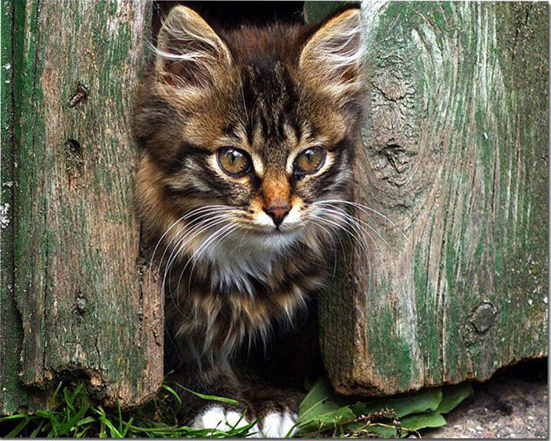 Diamond Painting Ducks Flowers Cat Rhinestones 5D DIY Diamond Embroidery Full Set Sky Landscape Cross Stitch Diamond Mosaic Handmade Gift