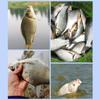 Led LED Electronic Fishing Float Nano Glowing Electric Fishing  Bobber  Outdoor Fishing Tackle