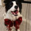 Festive Red Dog Bib Scarf for Weddings: Border Collie & Golden Retriever