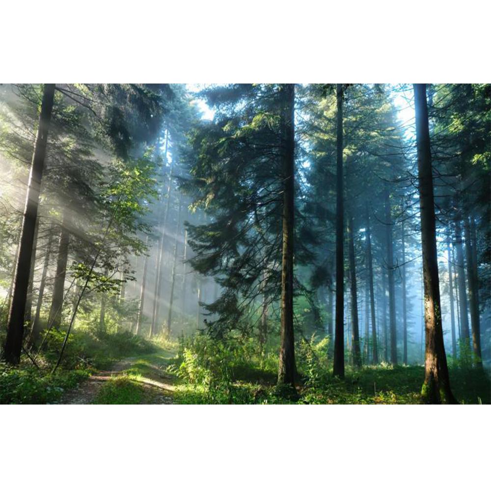 Morning Forest 3D Fototapeta Krajina Tapeta Obývací pokoj Ložnice Fototapeta Home Decor