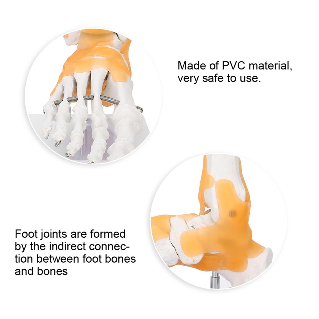 Dospělá lidská kostra vaz noha kotník kloub anatomický model