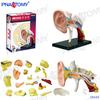 4D Human Anatomy Model: Brain, Heart, Eye, Ear, Pelvis, Knee, Muscle