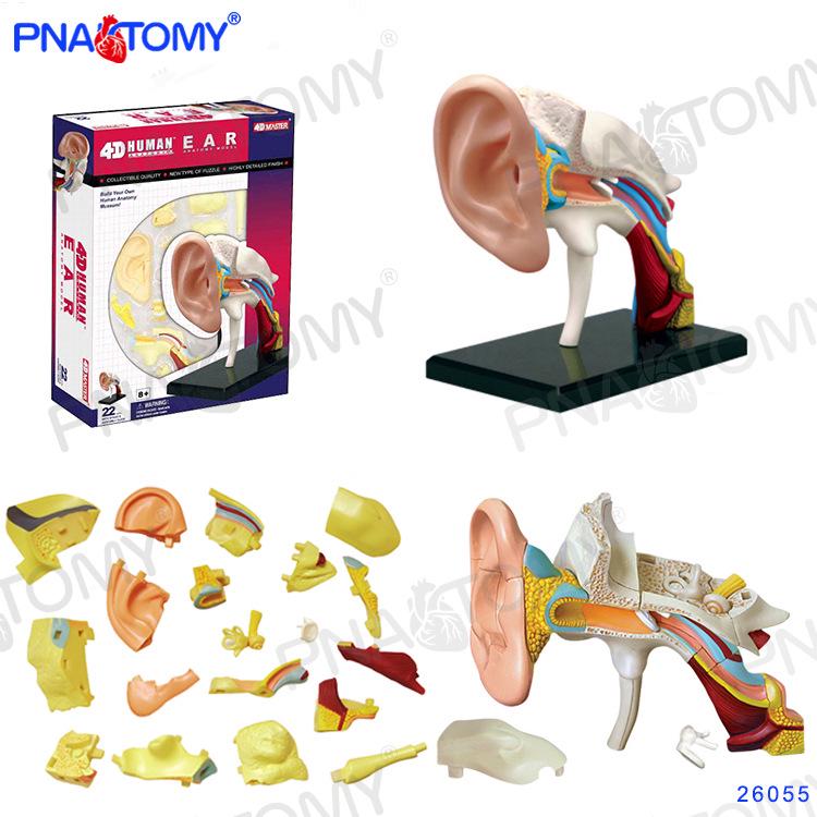 4D Human Anatomy Model: Brain, Heart, Eye, Ear, Pelvis, Knee, Muscle