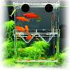 Transparent Fish Breeding Box Isolation Fish Isolation Box Aquarium Breeder Box  Aquarium Supplies