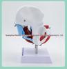 Female Pelvis and Pelvic Floor Model for Midwifery and Childbirth Education