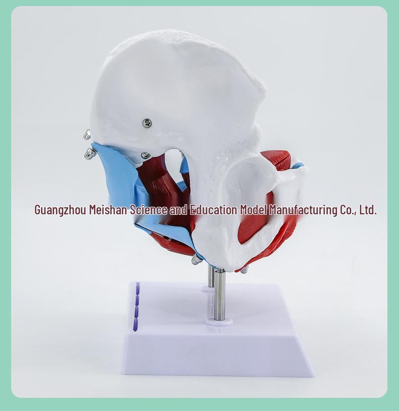 Female Pelvis and Pelvic Floor Model for Midwifery and Childbirth Education