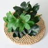 Deliciosa Plastic Monstera Epipremnum Aureum Rohdea Japonica Plant Artificial