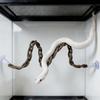 Hanging Swing Snake Climbing Rope Toy Suction Cup Bird Climbing Swing Rope Ladder Exercise