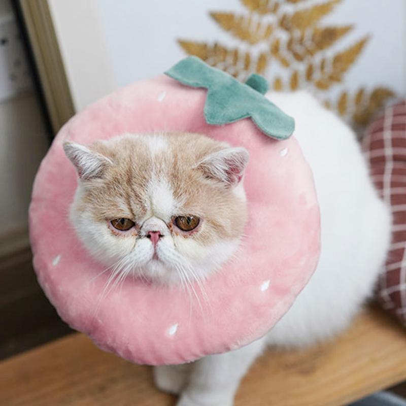 cat donut collar